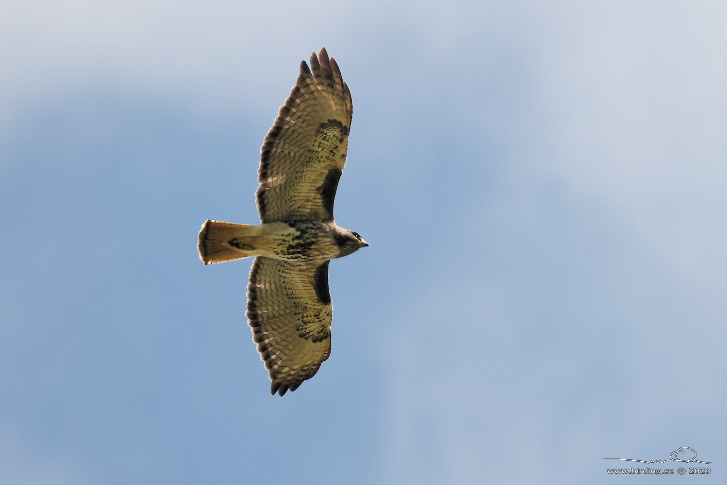 RED-TAILED HAWK (Buteo jamaicensis) - Stng / Close